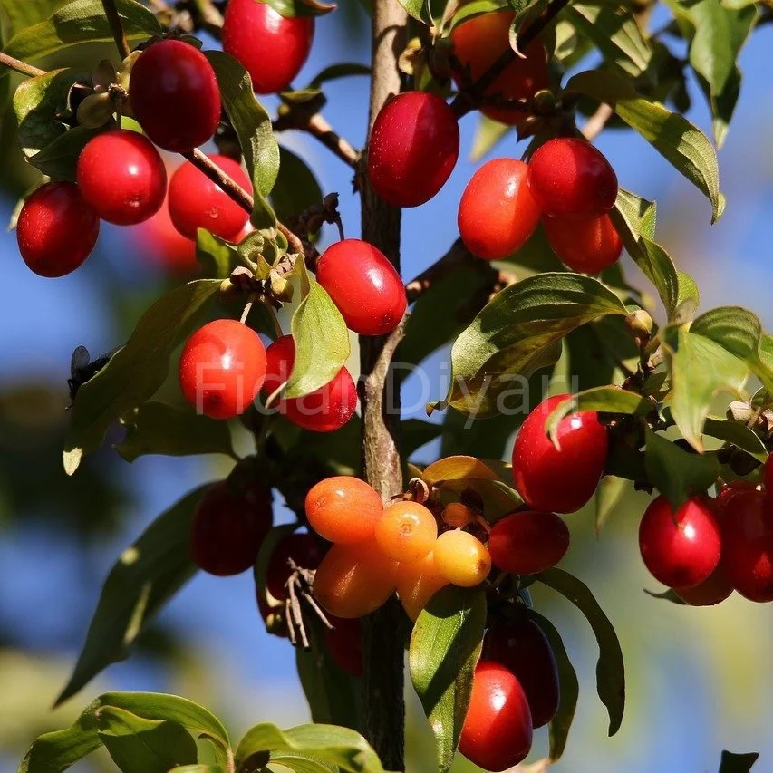 AŞILI KIZILCIK FİDANI 3 YAŞLI